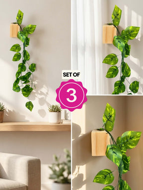 Mini Wall Wooden Planter with Money Plant - 3 pieces