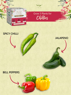 Chillies Kit – Grow Spicy Green, Jalapeno, Bell Peppers