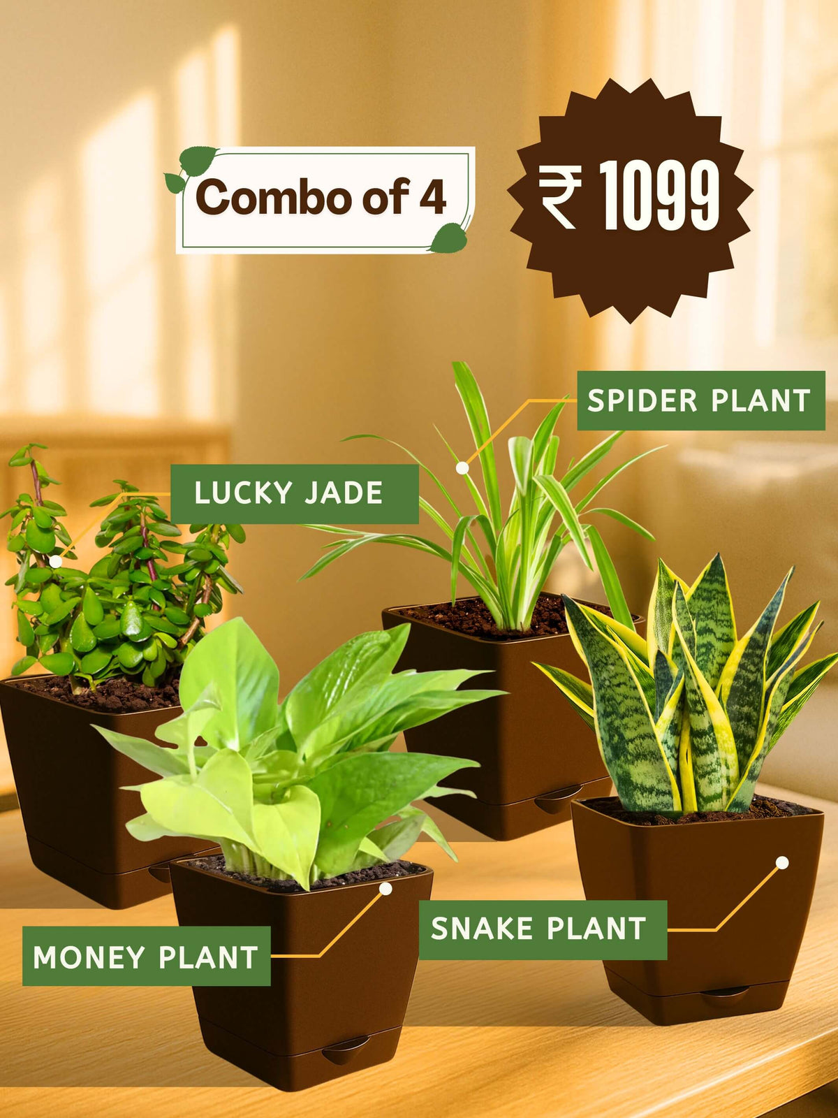 Combo - Money-Jade-Spider-Snake Plant(brown)