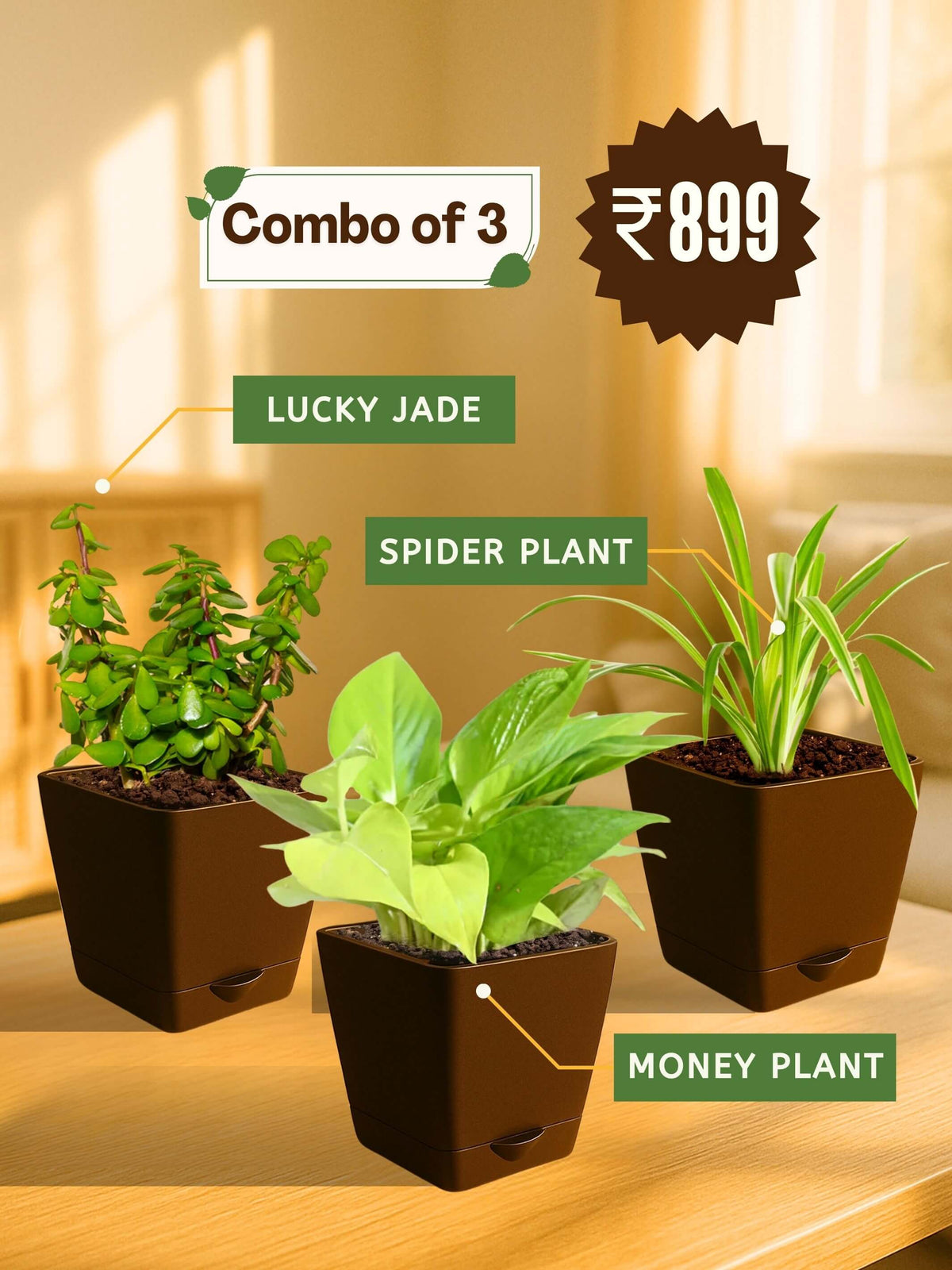 Combo - Money-Jade-Spider Plant(brown)