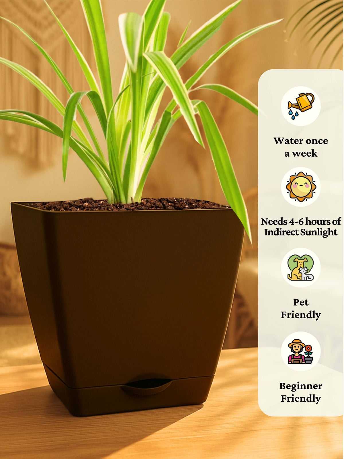 Combo - Money-Jade-Spider Plant(brown)