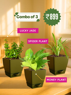 spider plant lucky Combo