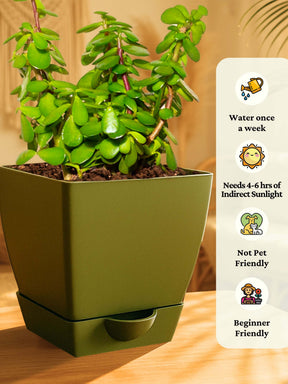 which colour pot is best for money plant Combo