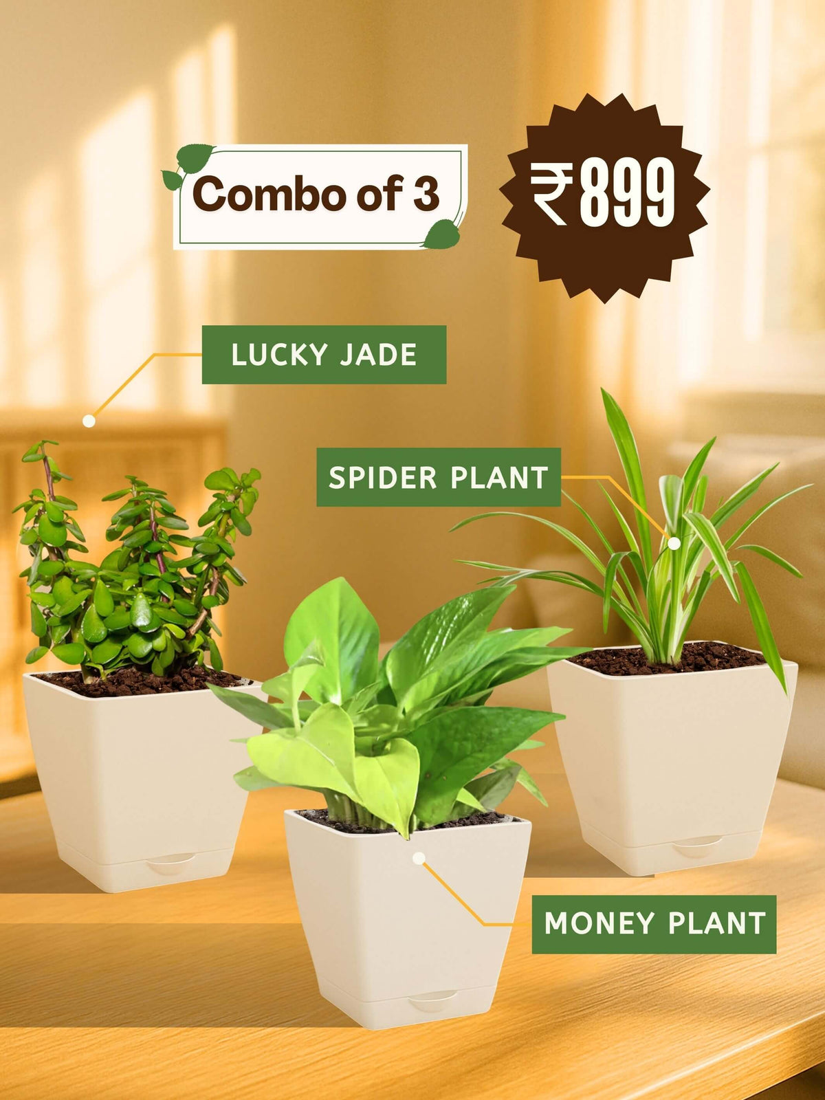 Combo - Money-Jade-Spider Plant(white)