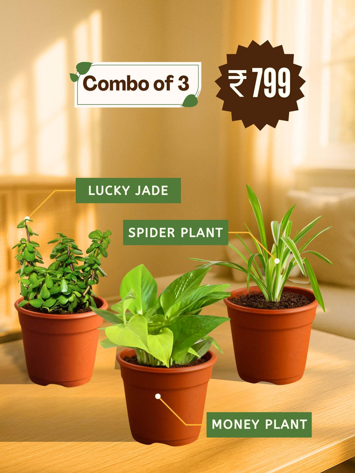 Combo - Money-Jade-Spider Plant
