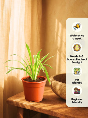 Combo - Money-Jade-Spider Plant