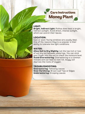 Combo - Money-Jade-Spider Plant