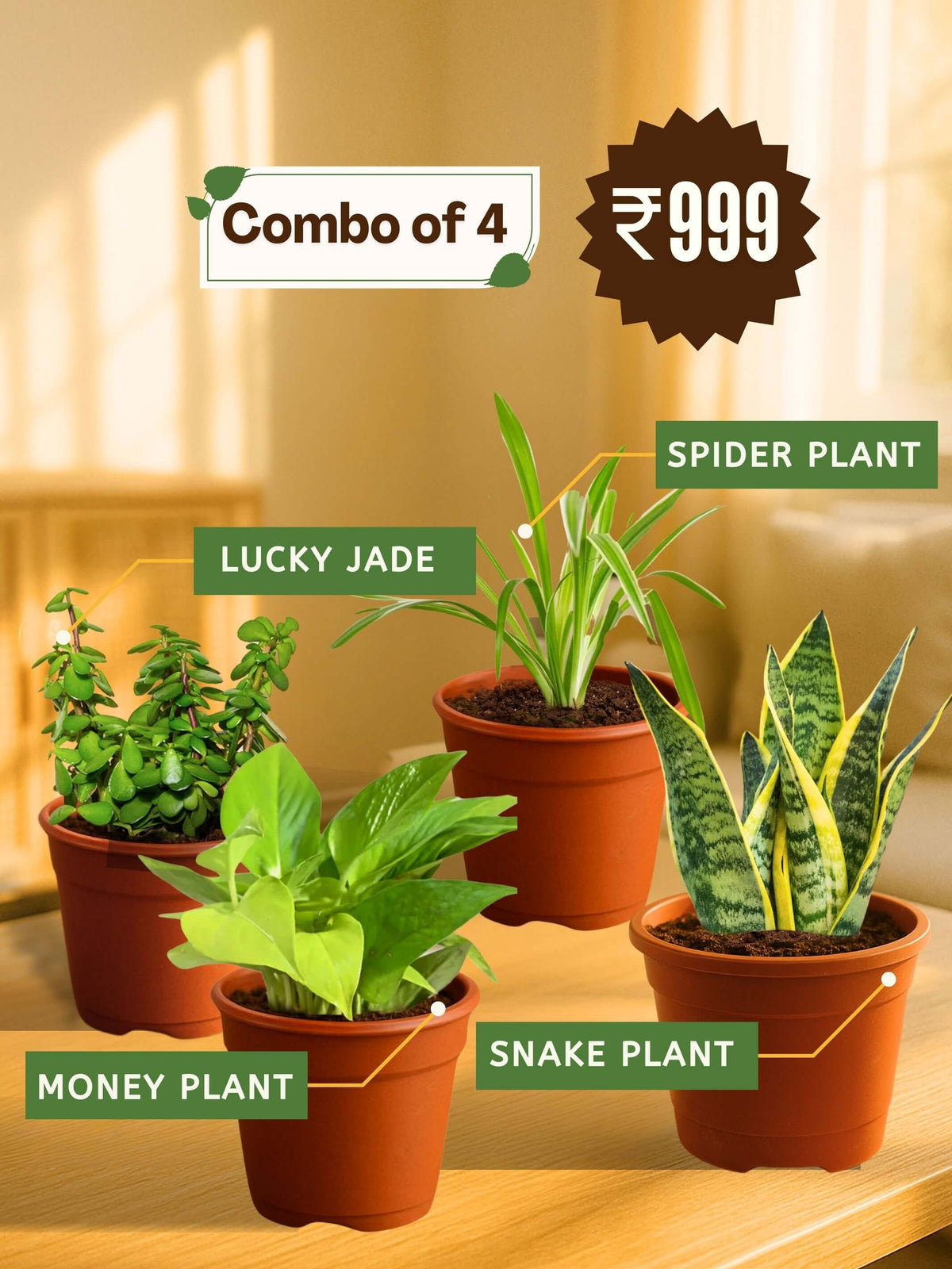 Combo - Money-Jade-Spider-Snake Plant