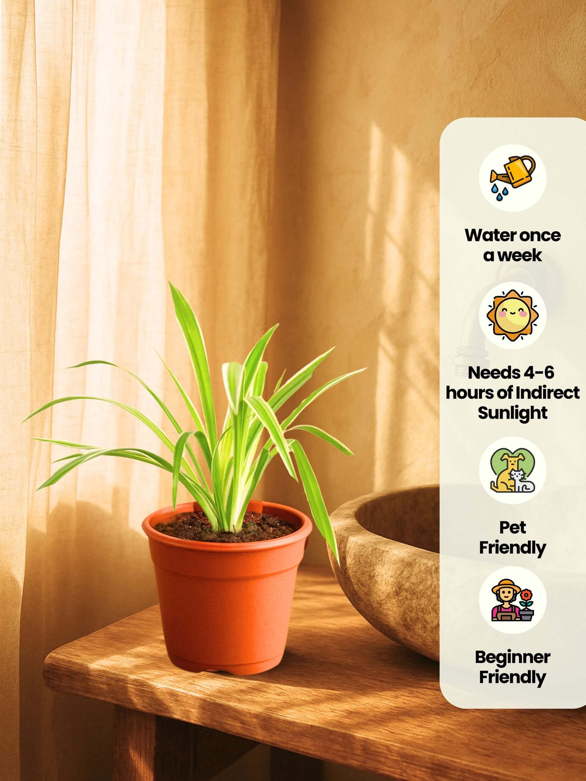 Combo - Money-Jade-Spider-Snake Plant