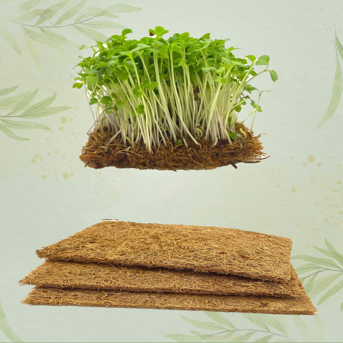 Microgreens growing Kit India