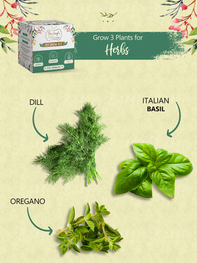 Grow Kits - Salad, Temple Offerings & Herbs (Pack of 3)