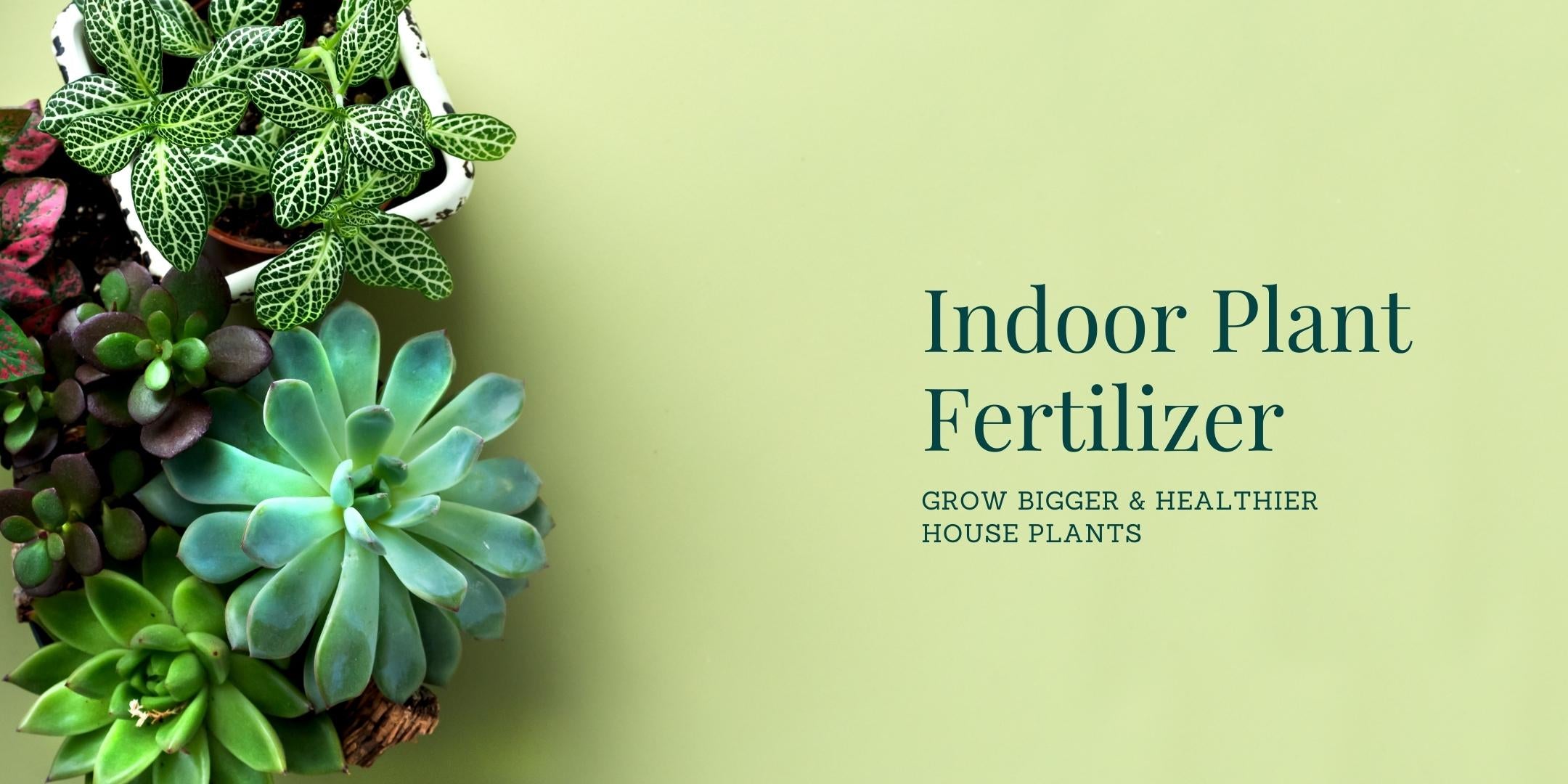 plant food,indoor plant fertilizer,best fertilizer for indoor plants