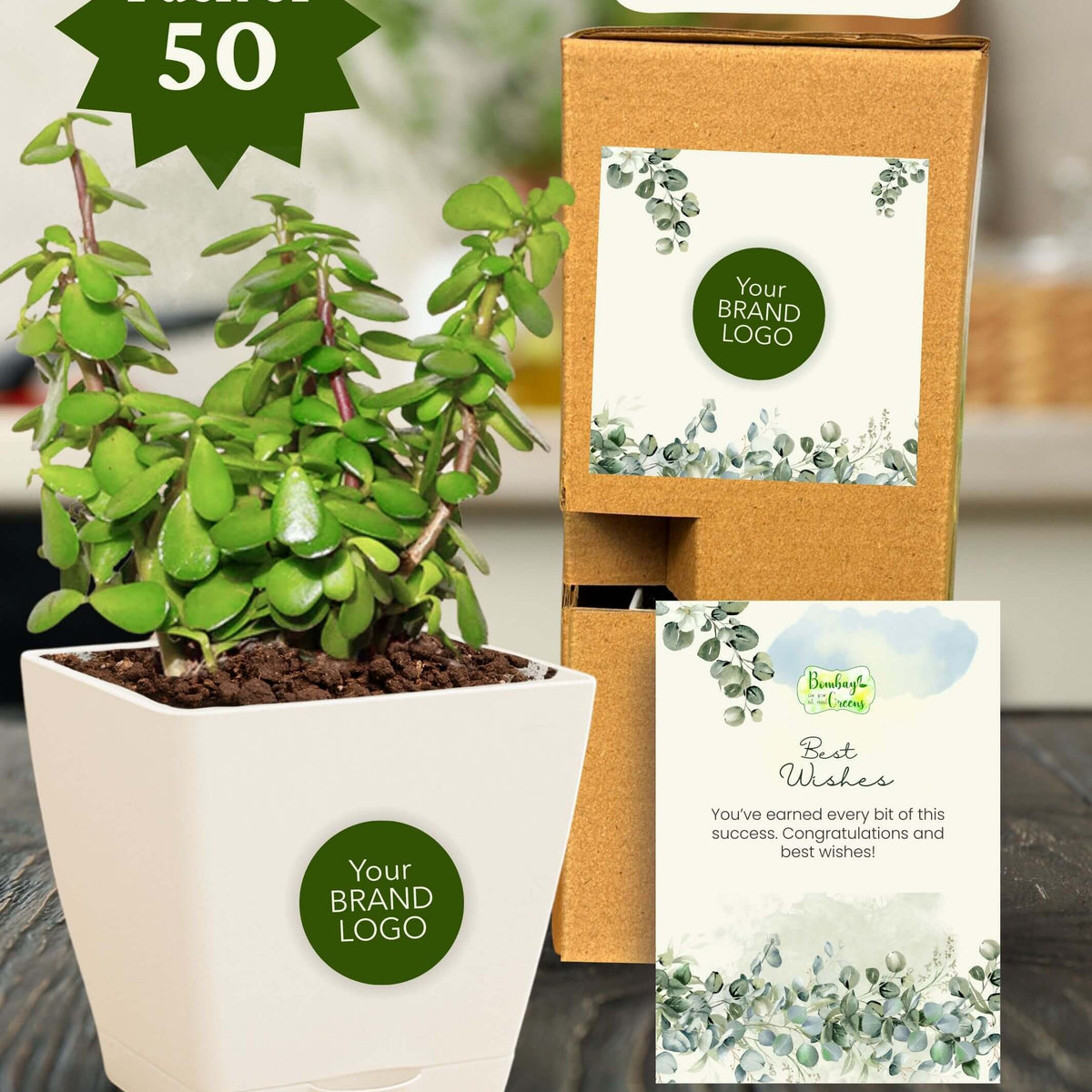 jade plant as gift Corporate Gifting