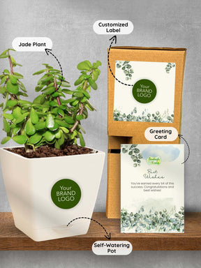 Lucky-Jade-Corporate (Pack of 50)