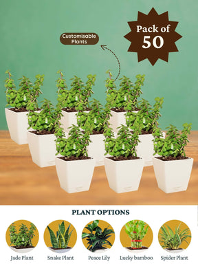 Jade-Diary-Pen - Corporate (Pack of 50)