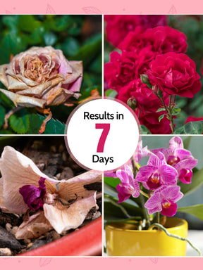 Liquid Organic Fertilizer Combo - Roses & All Flowers