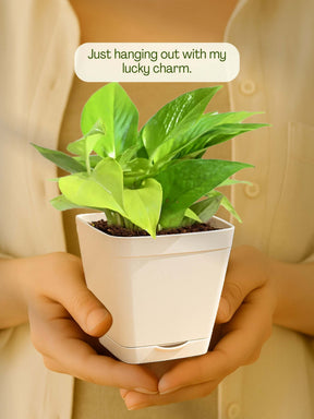 Money-Plant-Corporate (Pack of 50)