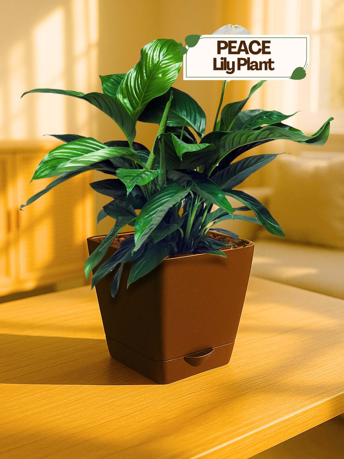 Peace Lily Plant with self-watering pot (brown)