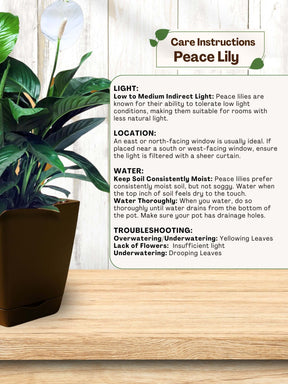 Peace Lily Plant with self-watering pot (brown)