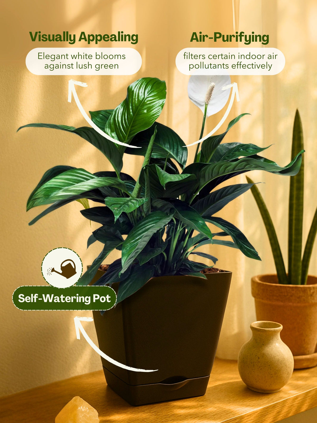 Peace Lily Plant with self-watering pot (brown)