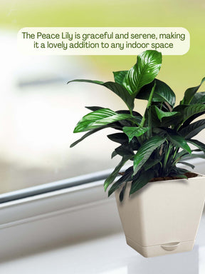 peace lily clean air plant Peace Lily Plant with self-watering pot
