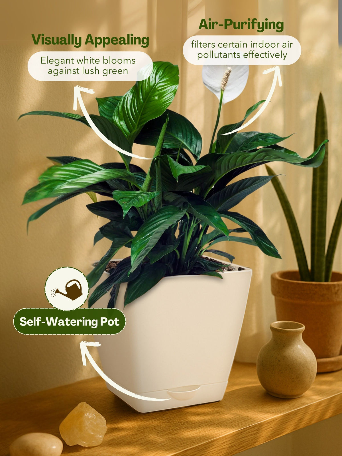 Peace Lily Plant with self-watering pot (white)