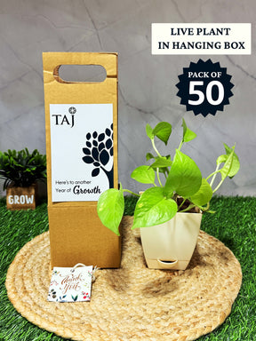 Live Plant with Hanging box - Corporate (Pack of 50)