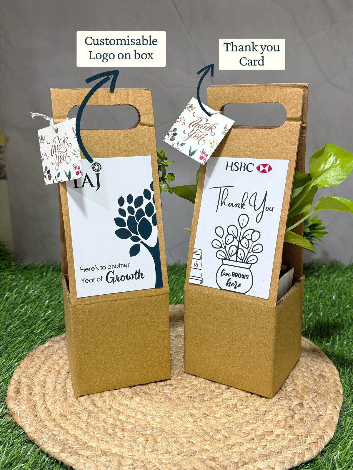 Live Plant with Hanging box - Corporate (Pack of 50)