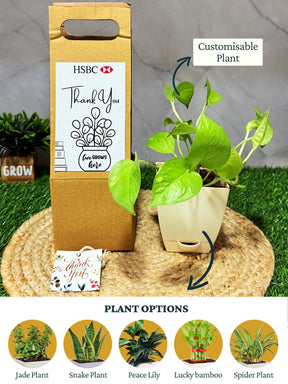 Live Plant with Hanging box - Corporate (Pack of 50)