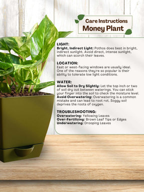 care tips for money plant Buy Variegated Money Plant Online India