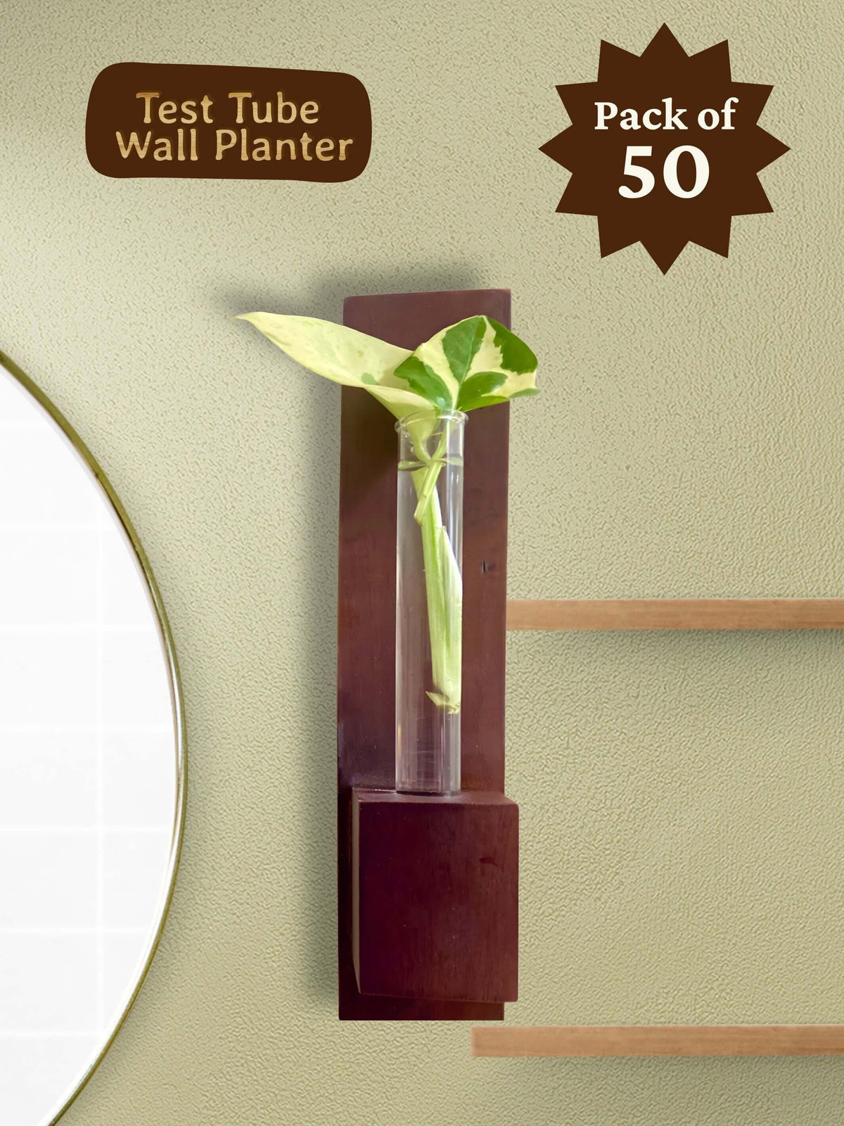 Test Tube Wall Planter in Premium Box (Pack of 50)