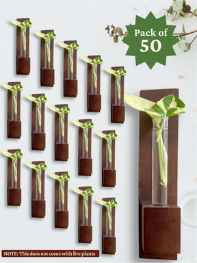 Test Tube Wall Planter in Premium Box (Pack of 50)