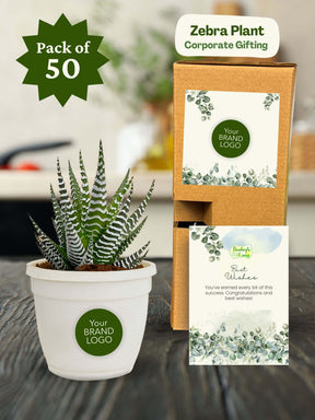 Zebra-Plant-Corporate (Pack of 50)