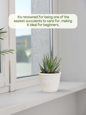 Zebra-Plant-Corporate (Pack of 50)