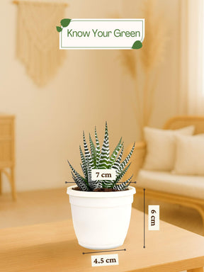 Zebra-Plant-Corporate (Pack of 50)