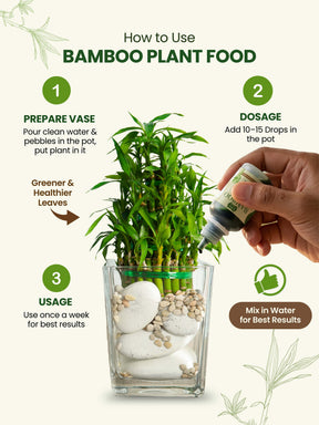 Liquid Bamboo Plant Food | Pack of 2