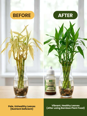 Liquid Bamboo Plant Food | Pack of 2