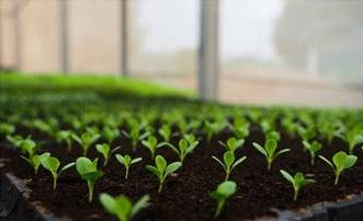 buy microgreens online