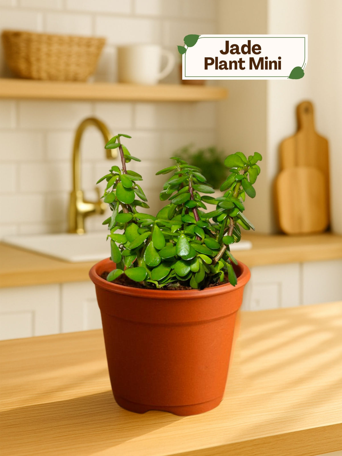 Jade Plant