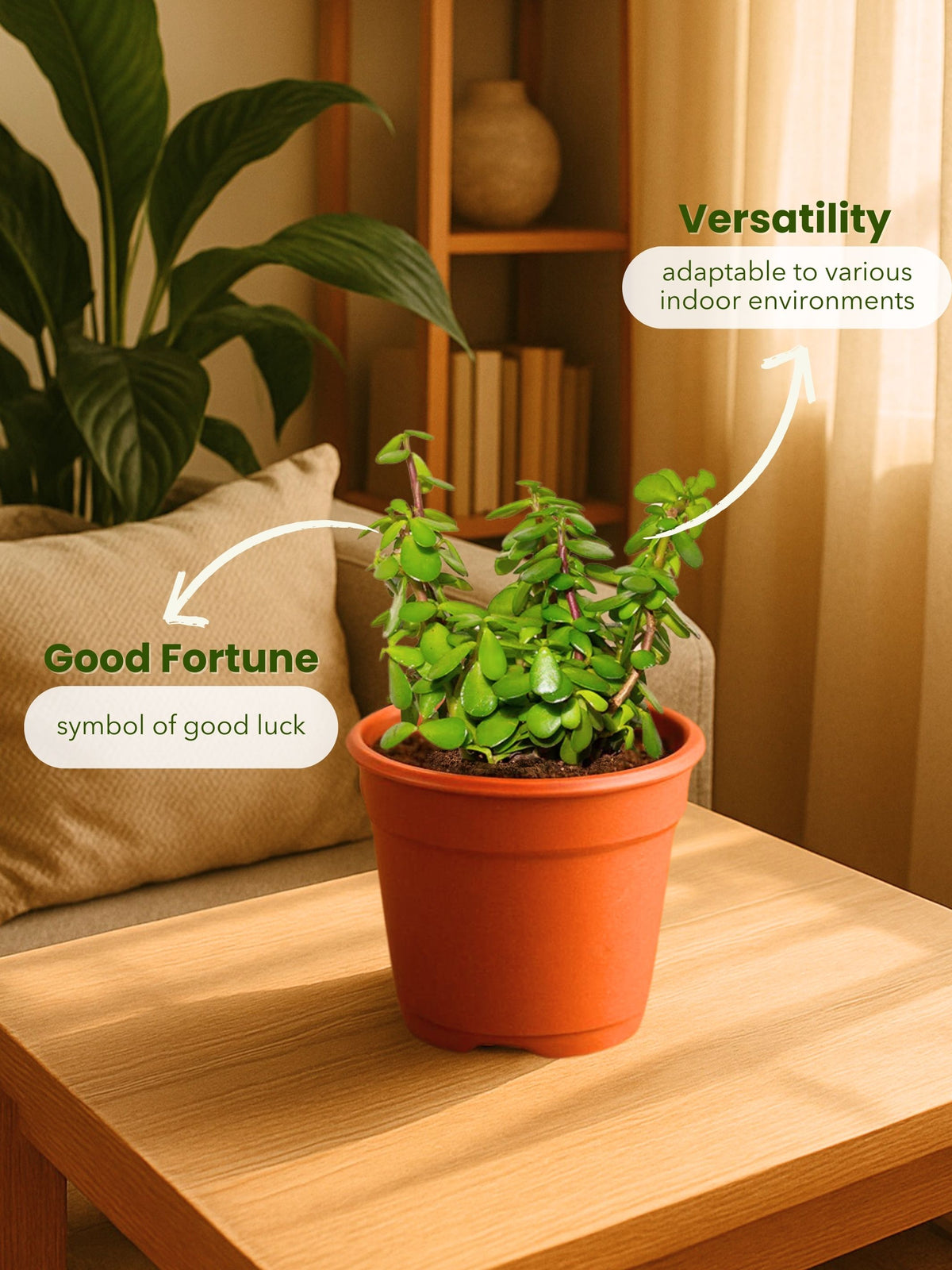 Jade Plant
