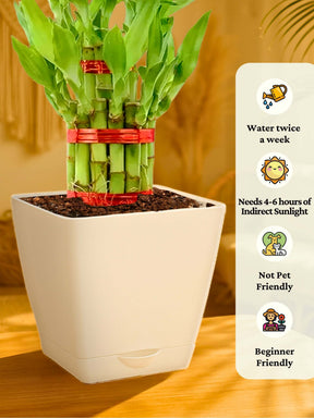 Lucky Bamboo Plant - 2 Layer with self-watering pot