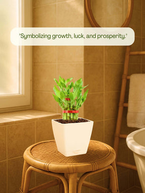 Lucky Bamboo Plant - 2 Layer with self-watering pot