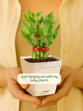 Lucky Bamboo Plant - 2 Layer with self-watering pot