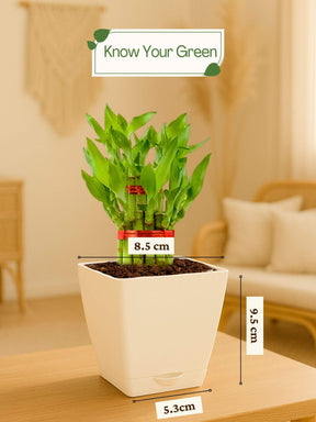 Lucky Bamboo Plant - 2 Layer with self-watering pot