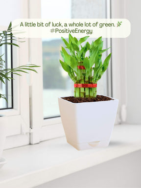 Lucky Bamboo Plant - 2 Layer with self-watering pot
