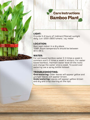 Lucky Bamboo Plant - 2 Layer with self-watering pot
