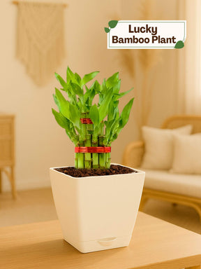 watering bamboo plants in pots Lucky Bamboo Plant