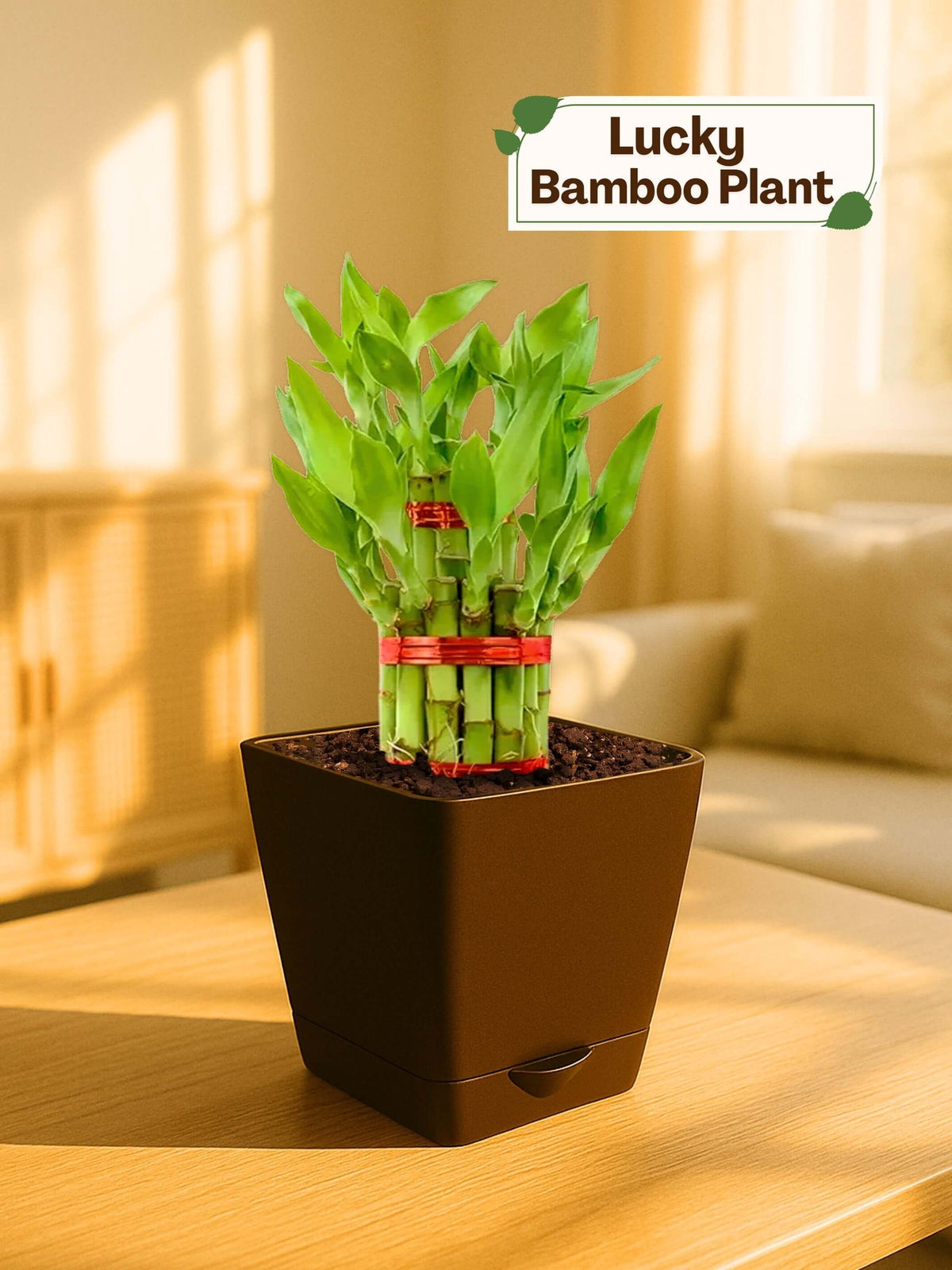 Lucky Bamboo Plant - 3 Layer with self-watering pot