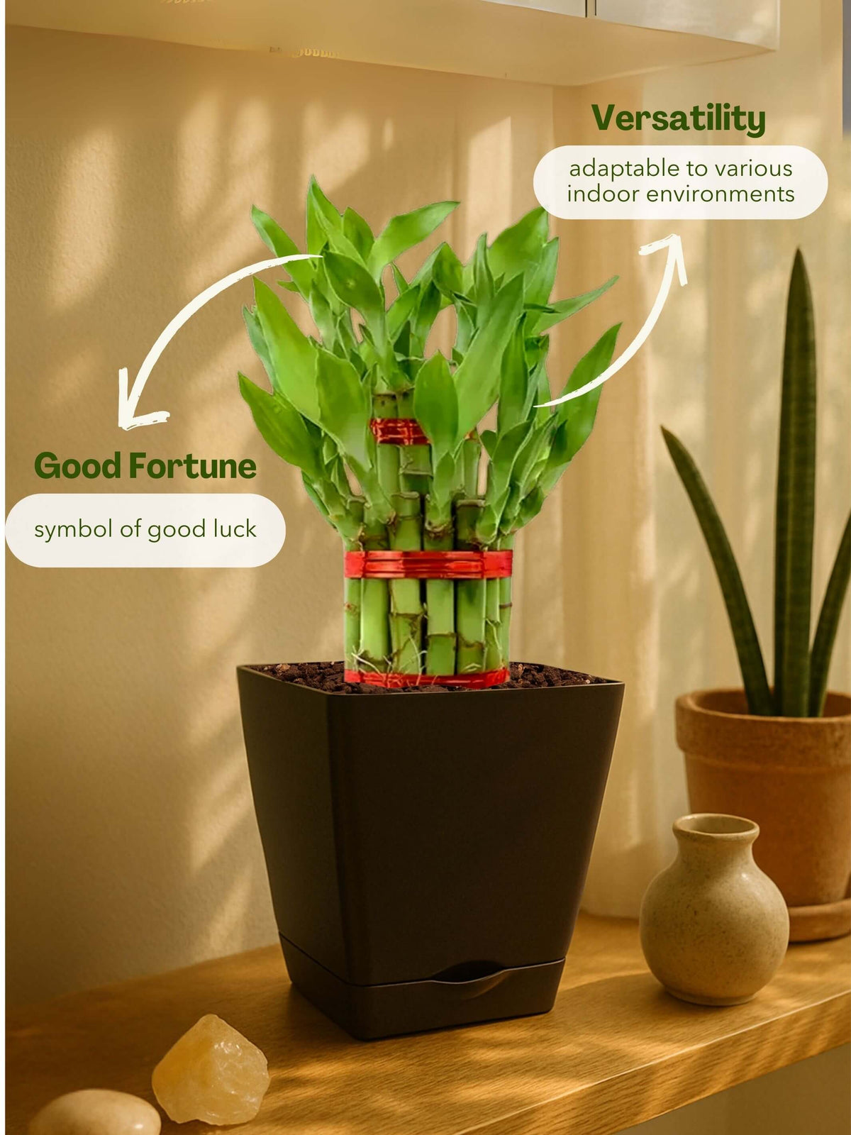 Lucky Bamboo Plant - 3 Layer with self-watering pot