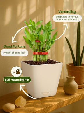 Lucky Bamboo Plant - 2 Layer with self-watering pot